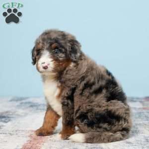 Cheif, Mini Bernedoodle Puppy